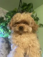 Butters, a male Maltipoo for sale in Los Angeles, CA – 1 of 3