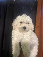 Ben, a male Miniature Goldendoodle for sale in Los Angeles, CA – Photo 2 of 2