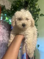 Ben, a male Miniature Goldendoodle for sale in Los Angeles, CA – Photo 1 of 2