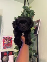 Lexi, a female Maltipoo for sale in Los Angeles, CA – 2 of 3