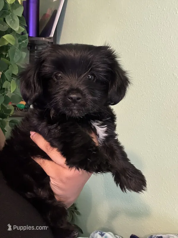 Lexi – Maltipoo puppy for sale in Los Angeles, CA