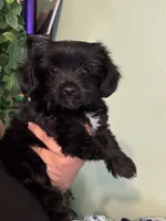 Lexi, a female Maltipoo for sale in Los Angeles, CA – 1 of 3