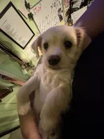 Cena, a female Chipoo for sale in Los Angeles, CA – 5 of 7