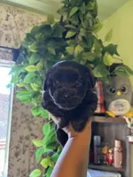 Molly, a female Yorkipoo for sale in Los Angeles, CA – 3 of 4