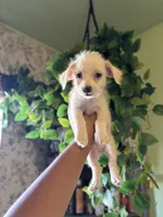 Bolt, a male Jack Russell Terrier and Chihuahua for sale in Los Angeles, CA – 4 of 8