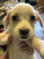 Bolt, a male Jack Russell Terrier and Chihuahua for sale in Los Angeles, CA – 6 of 8