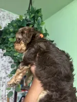 Tangy, a male Maltipoo for sale in Los Angeles, CA – 3 of 3