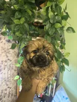 Max, a male Yorkipoo for sale in Los Angeles, CA – 3 of 3