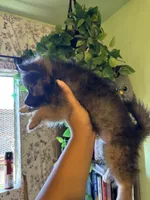 Wolf Lee , a female Pomchi for sale in Los Angeles, CA – 3 of 3