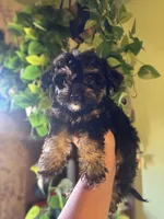 Pixie, a female Yorkipoo for sale in Los Angeles, CA – 3 of 4