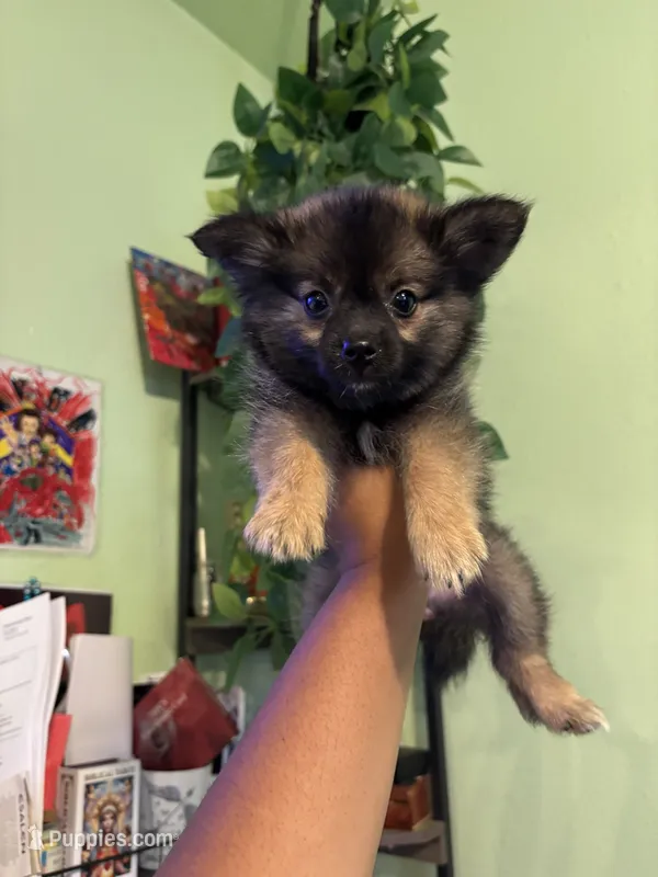 Wolf Lee  – Pomchi puppy for sale in Los Angeles, CA