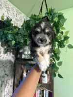 Mamas, a female Yorkipoo for sale in Los Angeles, CA – 2 of 9