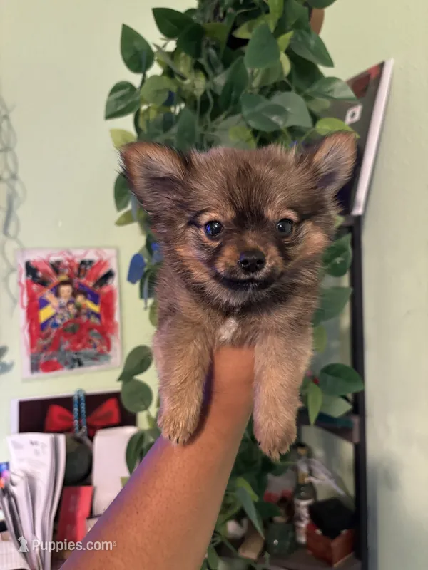 Wolfie – Pomchi puppy for sale in Los Angeles, CA