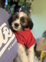 Jack, a male Maltipoo and Chihuahua for sale in Los Angeles, CA – 2 of 10