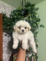 Misty, a female Yorkipoo for sale in Los Angeles, CA – 3 of 3