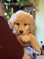 Kona, a male Maltipoo for sale in Los Angeles, CA – 4 of 4