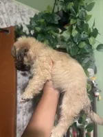 Rocky , a male Yorkipoo for sale in Los Angeles, CA – 3 of 5