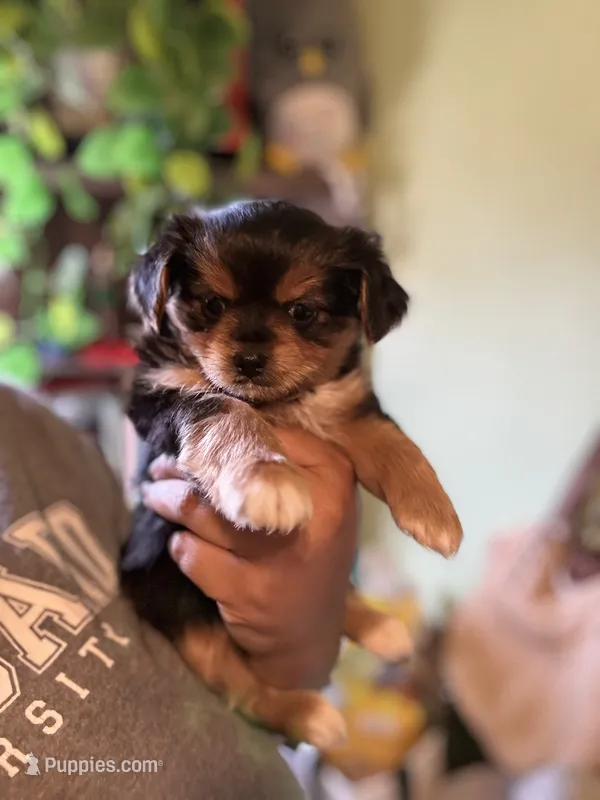 Ray, a male Yorkipoo for sale in Los Angeles, CA – 1 of 4