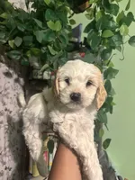 Teddy, a male Maltipoo for sale in Los Angeles, CA – 4 of 4