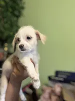 Bolt, a male Jack Russell Terrier and Chihuahua for sale in Los Angeles, CA – 2 of 8