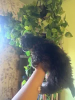 Koda, a male Maltipoo for sale in Los Angeles, CA – 2 of 4