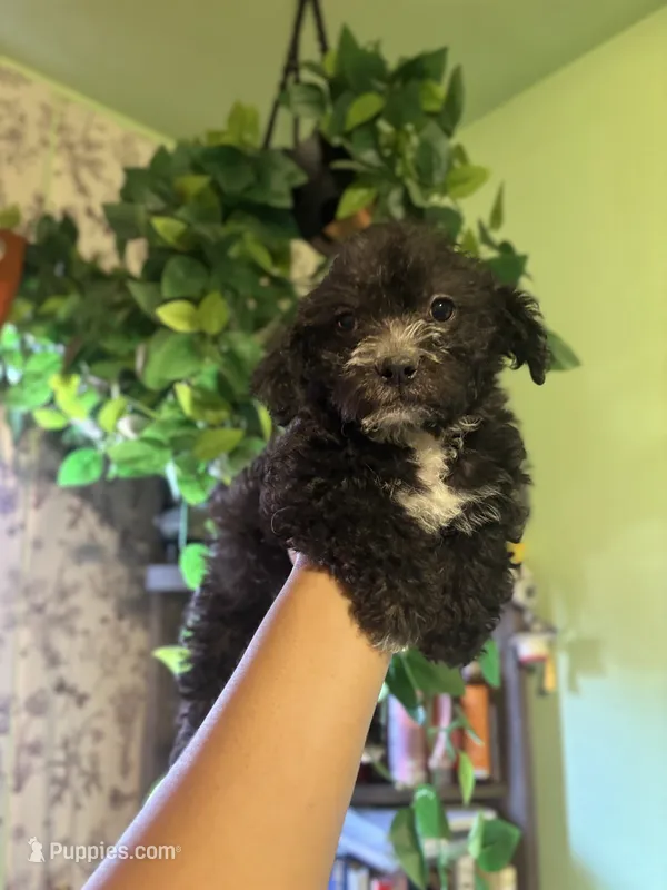 Lex – Yorkipoo puppy for sale in Los Angeles, CA