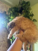 Kai, a male Maltipoo for sale in Los Angeles, CA – 3 of 6