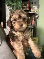 Tangy, a male Maltipoo for sale in Los Angeles, CA – 2 of 3