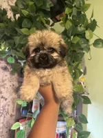 Mixie, a female Yorkipoo for sale in Los Angeles, CA – 2 of 5