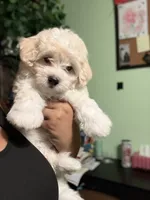 Sweet Potato, a male Maltese for sale in Los Angeles, CA – 3 of 5