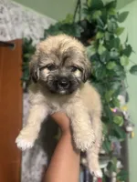Rocky , a male Yorkipoo for sale in Los Angeles, CA – 2 of 5
