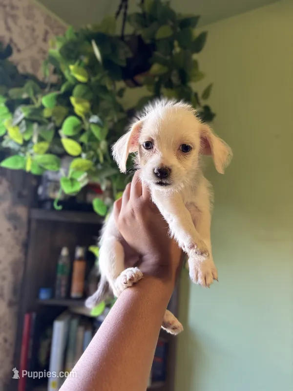 Bolt – Jack Russell Terrier, Chihuahua puppy for sale in Los Angeles, CA