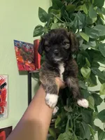 Jill, a female Yorkipoo for sale in Los Angeles, CA – 4 of 4
