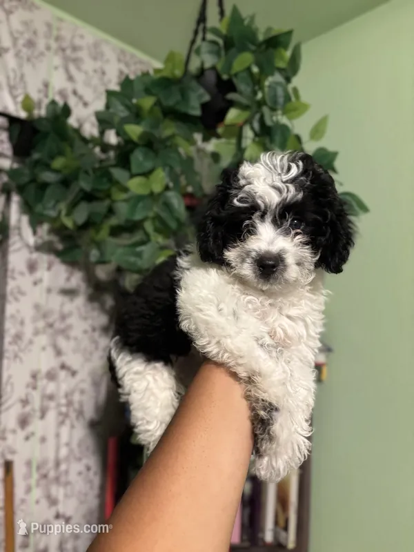 Oreo – Maltipoo puppy for sale in Los Angeles, CA