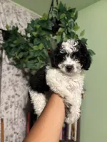 Oreo, a male Maltipoo for sale in Los Angeles, CA – 1 of 5