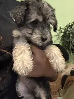 Sweetie, a female Yorkipoo for sale in Los Angeles, CA – 4 of 4