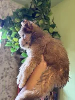 Athena, a female Pomsky for sale in Los Angeles, CA – 7 of 8
