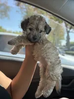 Brownie, a female Yorkipoo for sale in Los Angeles, CA – 6 of 8