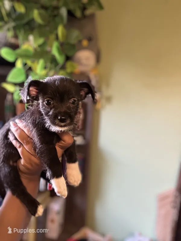 Panther – Jack Russell Terrier, Chihuahua puppy for sale in Los Angeles, CA