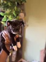 Panther, a male Jack Russell Terrier and Chihuahua for sale in Los Angeles, CA – 1 of 5
