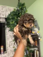 Lime 🍋‍🟩 , a male Maltipoo for sale in Los Angeles, CA – 2 of 4