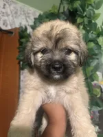 Rocky , a male Yorkipoo for sale in Los Angeles, CA – 5 of 5
