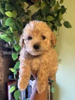 Bear, a male Maltipoo for sale in Los Angeles, CA – 3 of 4