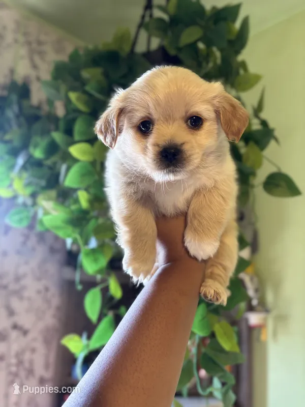Willard – Maltipoo puppy for sale in Los Angeles, CA