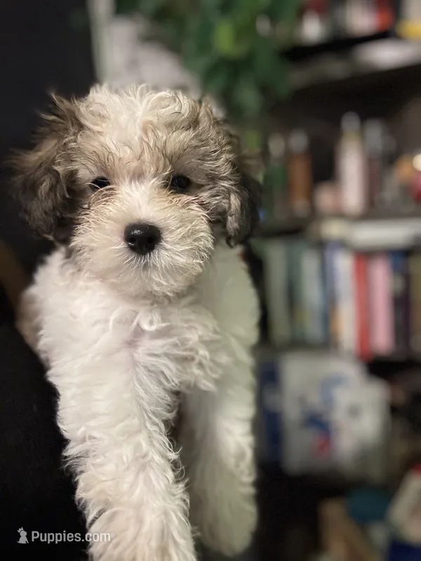 Snoopy – Maltipoo puppy for sale in Los Angeles, CA