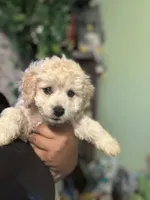 Jax, a male Maltipoo for sale in Los Angeles, CA – 2 of 4