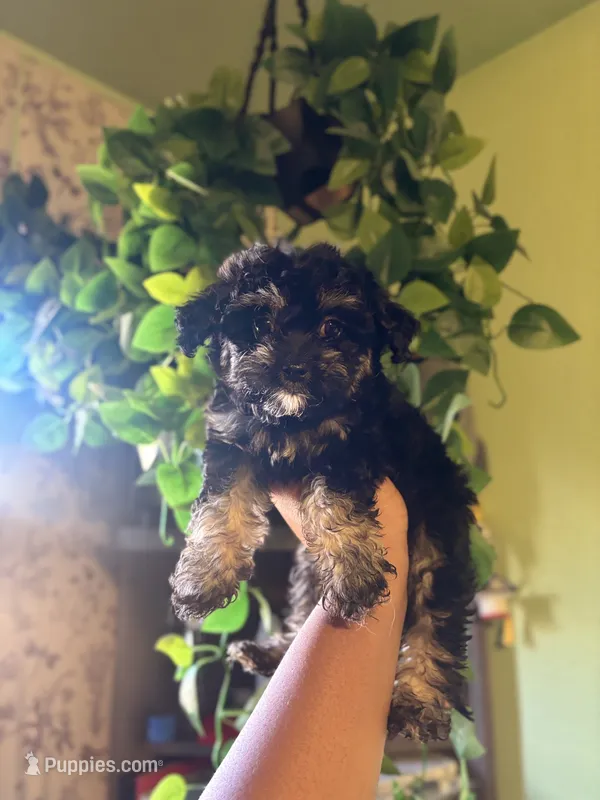 Pixie – Yorkipoo puppy for sale in Los Angeles, CA