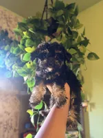 Pixie, a female Yorkipoo for sale in Los Angeles, CA – 1 of 4
