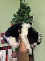 Oreo, a male Maltipoo for sale in Los Angeles, CA – 5 of 5