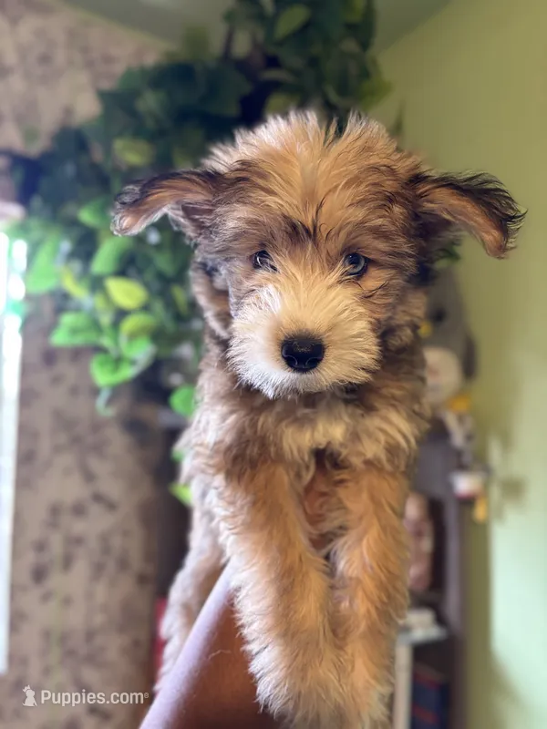 Athena – Pomsky puppy for sale in Los Angeles, CA